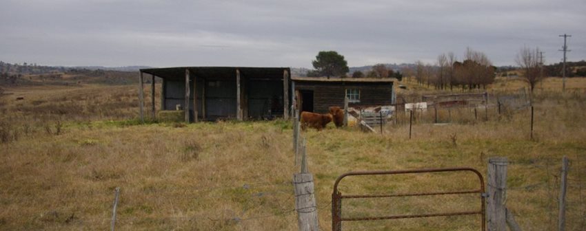 Welcome Highland Cattle